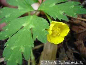 bouton-or-fleur.jpg