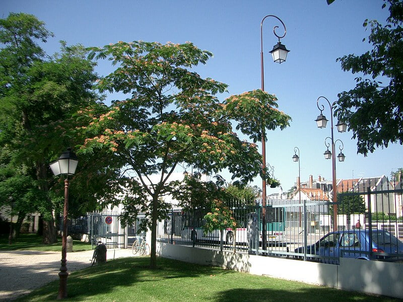 arbreasoie3parcbourdeaujuillet04.jpg
